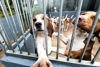 Ecclesfield_Beagles_Terrier_and_Lurcher_Show_Beagles_13th_June_2015_019