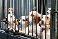 Ecclesfield_Beagles_Terrier_and_Lurcher_Show_Beagles_13th_June_2015_003