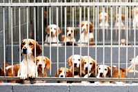 Ecclesfield Beagle Hunt Terrier and Lurcher Show, Beagles (13th June 2015)