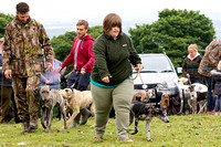 Ecclesfield_Beagles_Terrier_and_Lurcher_Show_Lurchers_13th_June_2015_005