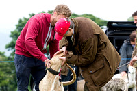 Ecclesfield_Beagles_Terrier_and_Lurcher_Show_Lurchers_13th_June_2015_012