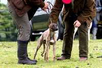 Ecclesfield_Beagles_Terrier_and_Lurcher_Show_Lurchers_13th_June_2015_008