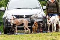 Ecclesfield_Beagles_Terrier_and_Lurcher_Show_Lurchers_13th_June_2015_011