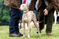 Ecclesfield_Beagles_Terrier_and_Lurcher_Show_Lurchers_13th_June_2015_015