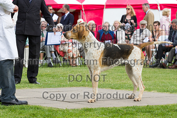 Grove_and_Rufford_Puppy_Show_20th_June_2015_179