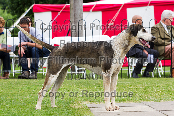 Grove_and_Rufford_Puppy_Show_20th_June_2015_195