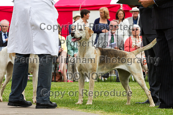 Grove_and_Rufford_Puppy_Show_20th_June_2015_197