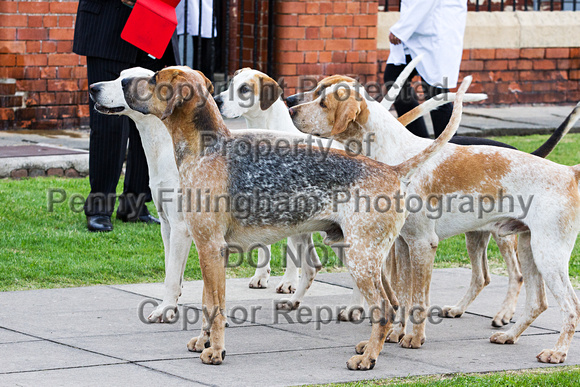Grove_and_Rufford_Puppy_Show_20th_June_2015_309