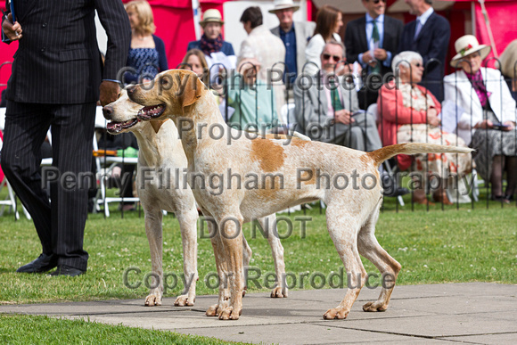 Grove_and_Rufford_Puppy_Show_20th_June_2015_159
