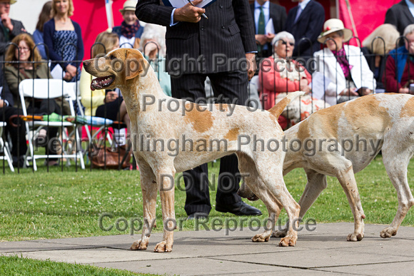 Grove_and_Rufford_Puppy_Show_20th_June_2015_158