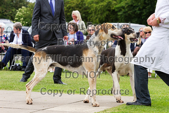 Grove_and_Rufford_Puppy_Show_20th_June_2015_063