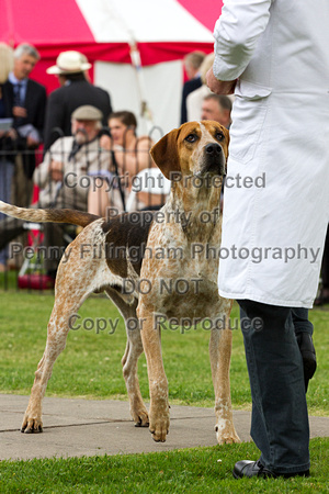 Grove_and_Rufford_Puppy_Show_20th_June_2015_030