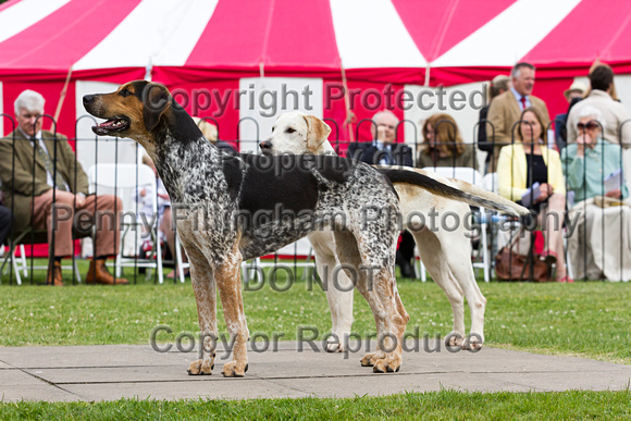 Grove_and_Rufford_Puppy_Show_20th_June_2015_202