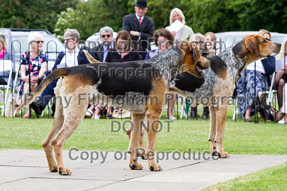 Grove_and_Rufford_Puppy_Show_20th_June_2015_054