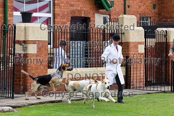 Grove_and_Rufford_Puppy_Show_20th_June_2015_021
