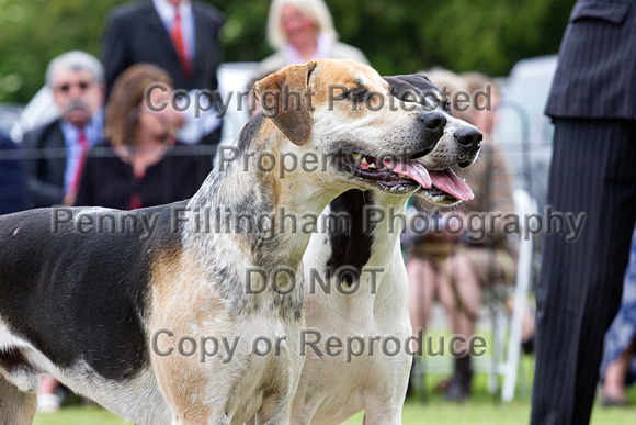 Grove_and_Rufford_Puppy_Show_20th_June_2015_069