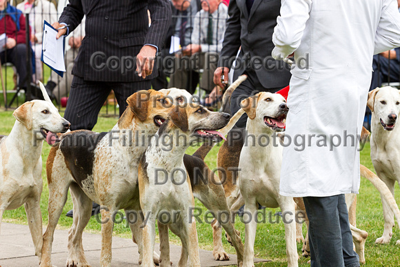 Grove_and_Rufford_Puppy_Show_20th_June_2015_220