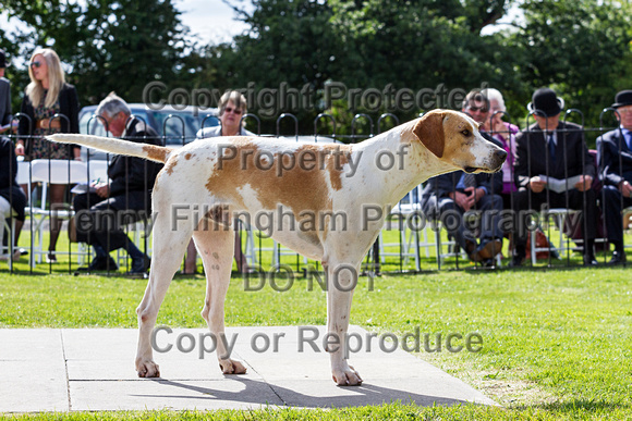 Grove_and_Rufford_Puppy_Show_20th_June_2015_257