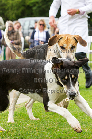 Grove_and_Rufford_Puppy_Show_20th_June_2015_060