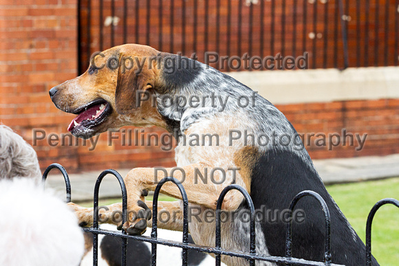 Grove_and_Rufford_Puppy_Show_20th_June_2015_098
