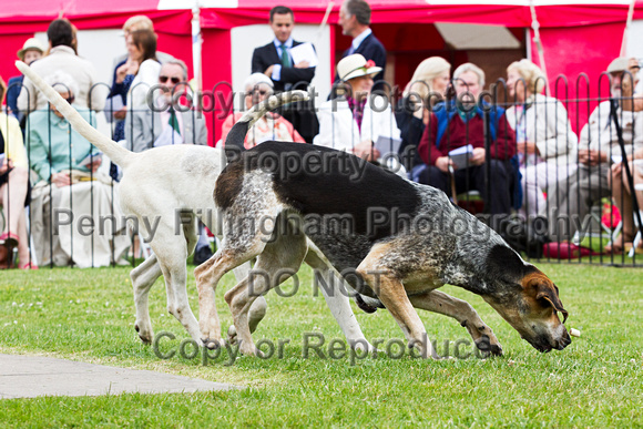 Grove_and_Rufford_Puppy_Show_20th_June_2015_204