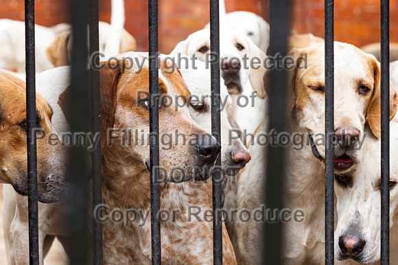 Grove_and_Rufford_Puppy_Show_20th_June_2015_007
