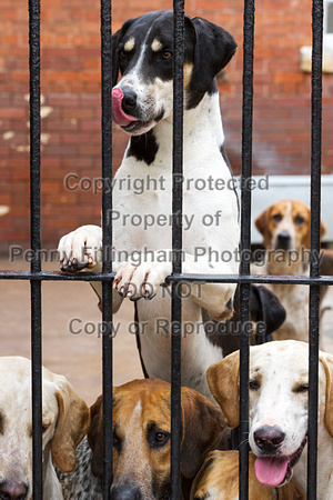Grove_and_Rufford_Puppy_Show_20th_June_2015_004
