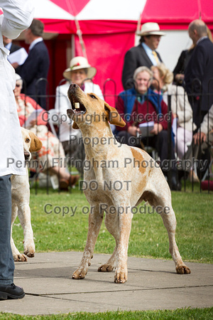 Grove_and_Rufford_Puppy_Show_20th_June_2015_152