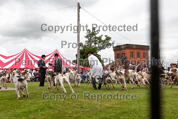 Grove_and_Rufford_Puppy_Show_20th_June_2015_213