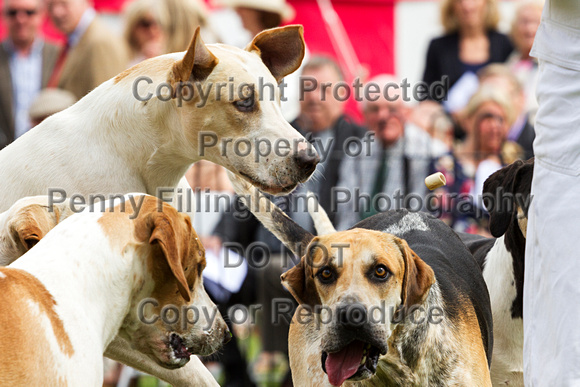 Grove_and_Rufford_Puppy_Show_20th_June_2015_125