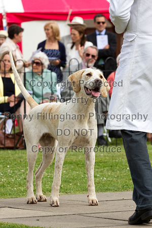 Grove_and_Rufford_Puppy_Show_20th_June_2015_176