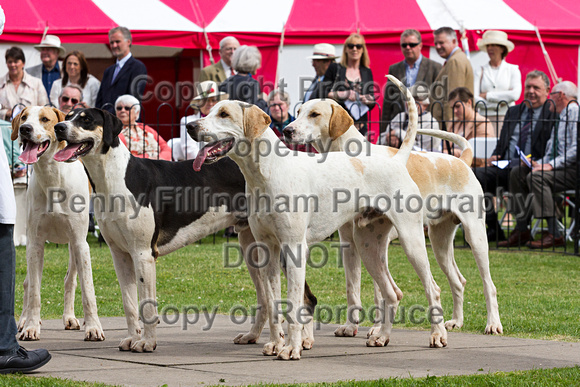 Grove_and_Rufford_Puppy_Show_20th_June_2015_132