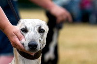Albrighton and Woodland Open Day, Lurchers (21st July 2013)