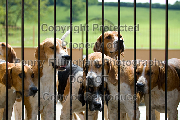 Belvoir_Open_Day_Houndss_2nd_June_2013_.003