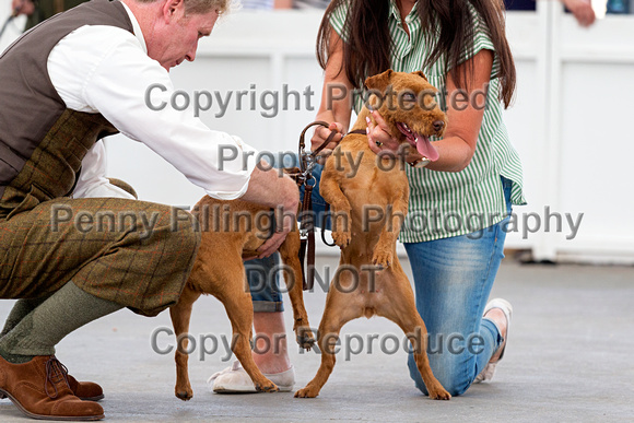 GYS_Terriers_Afternoon_Ring_One_12th_July_2018_135