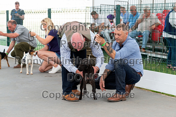 GYS_Terriers_Afternoon_Ring_One_12th_July_2018_217