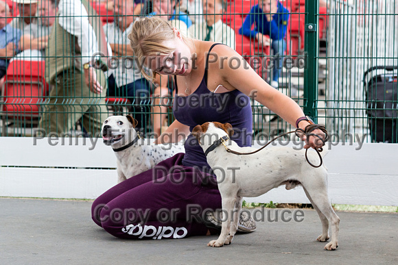 GYS_Terriers_Afternoon_Ring_One_12th_July_2018_125