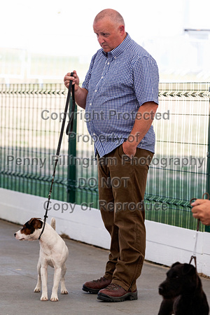 GYS_Terriers_Afternoon_Ring_One_12th_July_2018_212