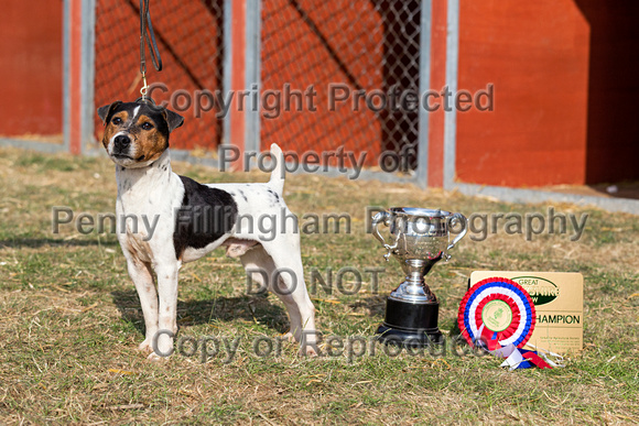 GYS_Terriers_Afternoon_Ring_One_12th_July_2018_228