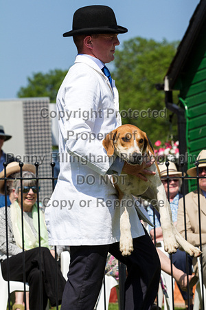 South_Notts_Puppy_Show_5th_April_2016_029