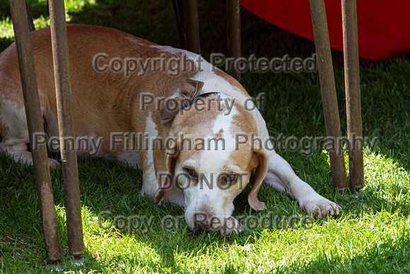 South_Notts_Puppy_Show_5th_April_2016_015