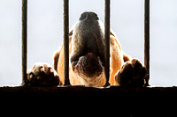 South_Notts_Kennels_14th_March_2016_002