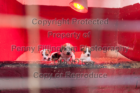 South_Notts_Kennels_14th_March_2016_003
