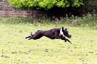 Ecclesfield_Beagles_Terrier_and_Lurcher_Show_Racing_13th_June_2015_004