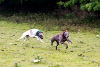 Ecclesfield_Beagles_Terrier_and_Lurcher_Show_Racing_13th_June_2015_015