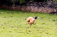 Ecclesfield_Beagles_Terrier_and_Lurcher_Show_Racing_13th_June_2015_012