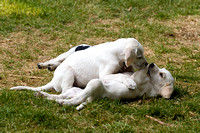 Cottesmore_Open_Day_Hounds_Pups_8th_June_2013_.001