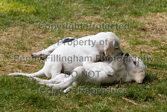 Cottesmore_Open_Day_Hounds_Pups_8th_June_2013_.001