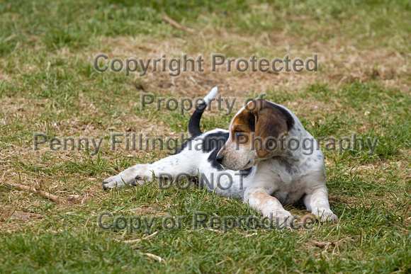 Cottesmore_Open_Day_Hounds_Pups_8th_June_2013_.008