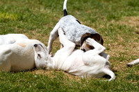 Cottesmore_Open_Day_Hounds_Pups_8th_June_2013_.011